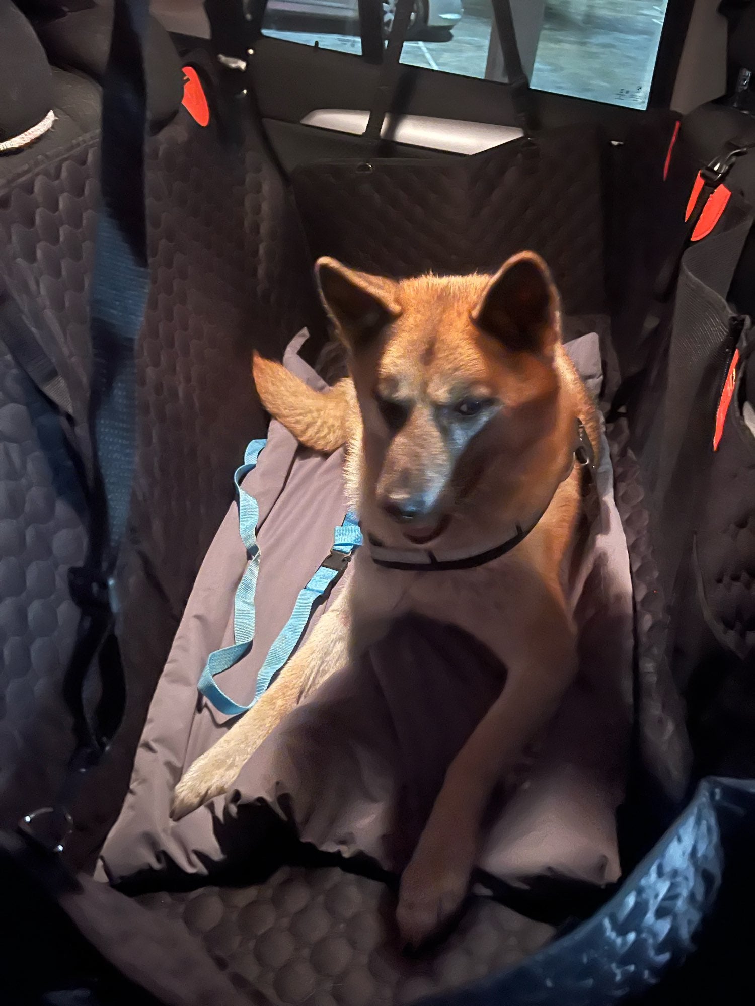 Customer dog sitting on the installed back-seat extender