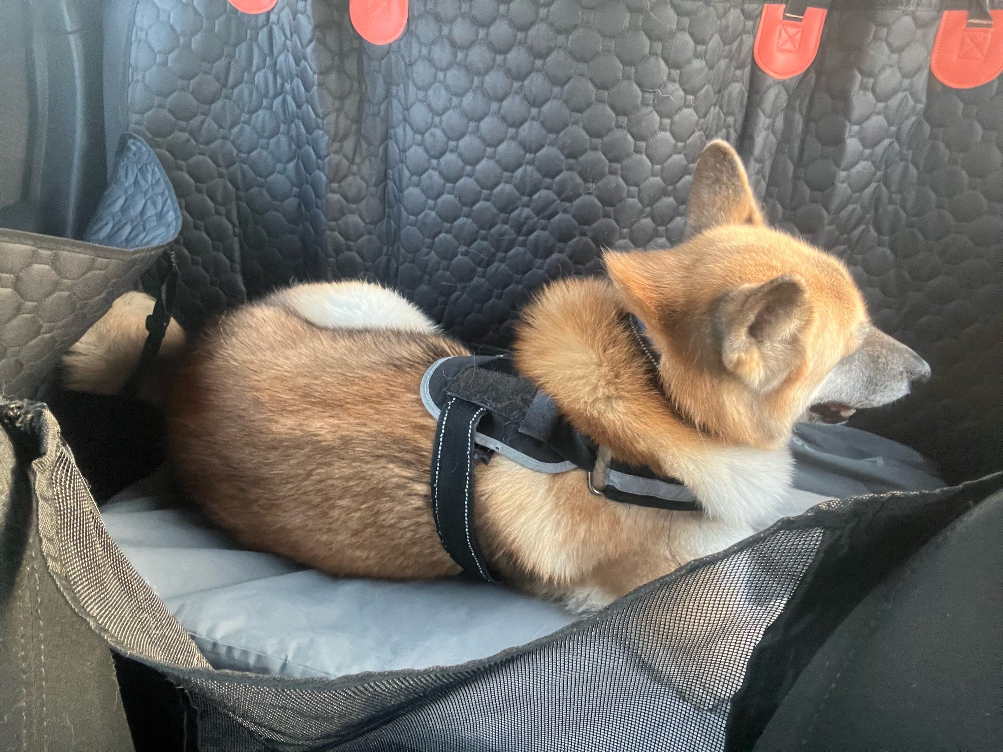 Customer dog lying on the installed back-seat extender